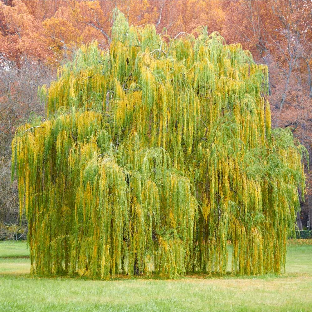 Weeping Willow - Image 4