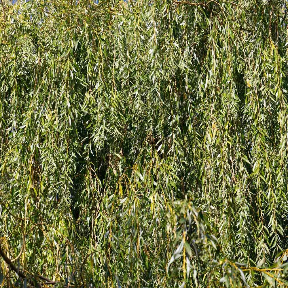 Weeping Willow - Image 5