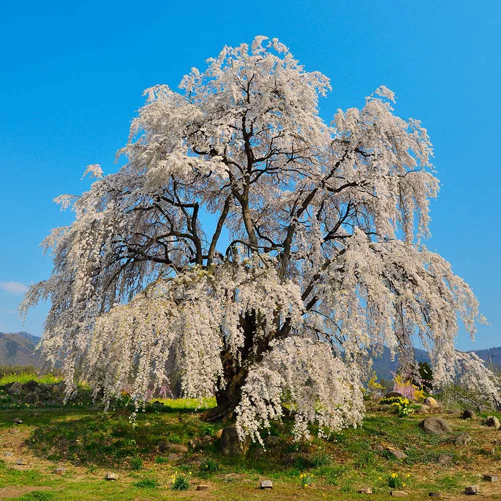 Weeping Yoshino Cherry Tree - Image 2