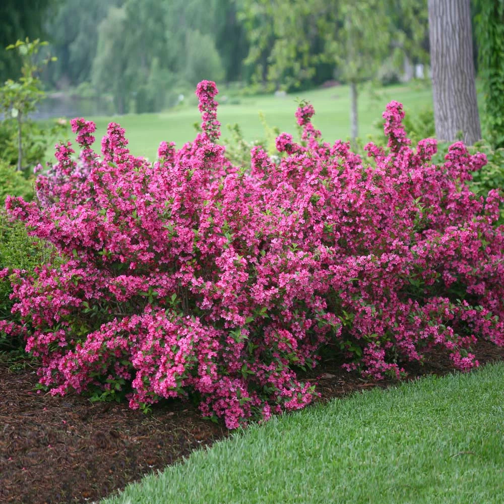 Sonic Bloom® Weigela Shrub - Image 2