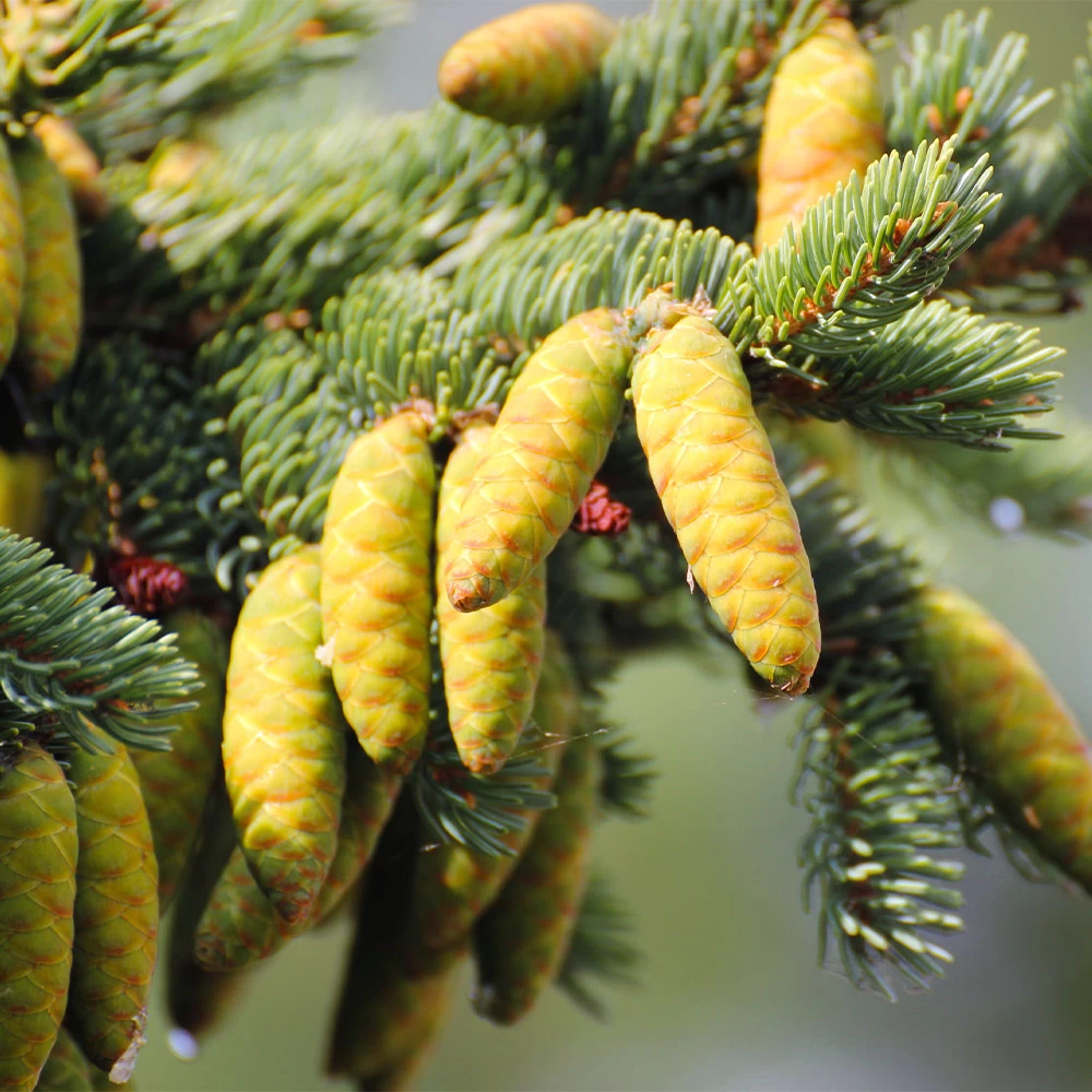 White Spruce Tree - Image 4
