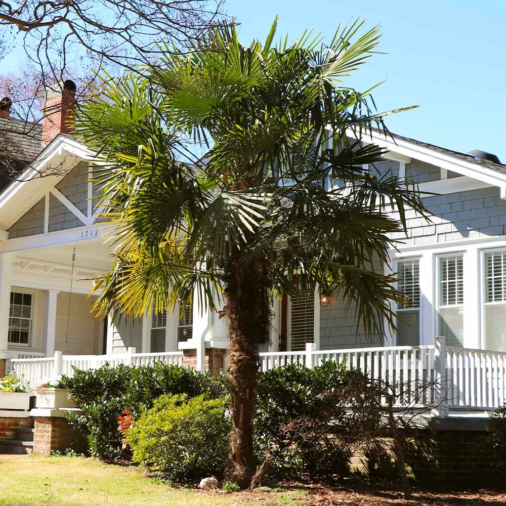 Windmill Palm Tree - Image 4