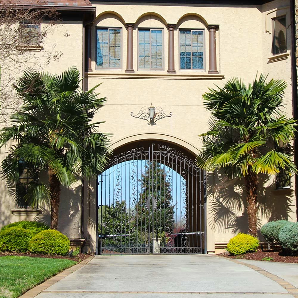 Windmill Palm Tree - Image 7