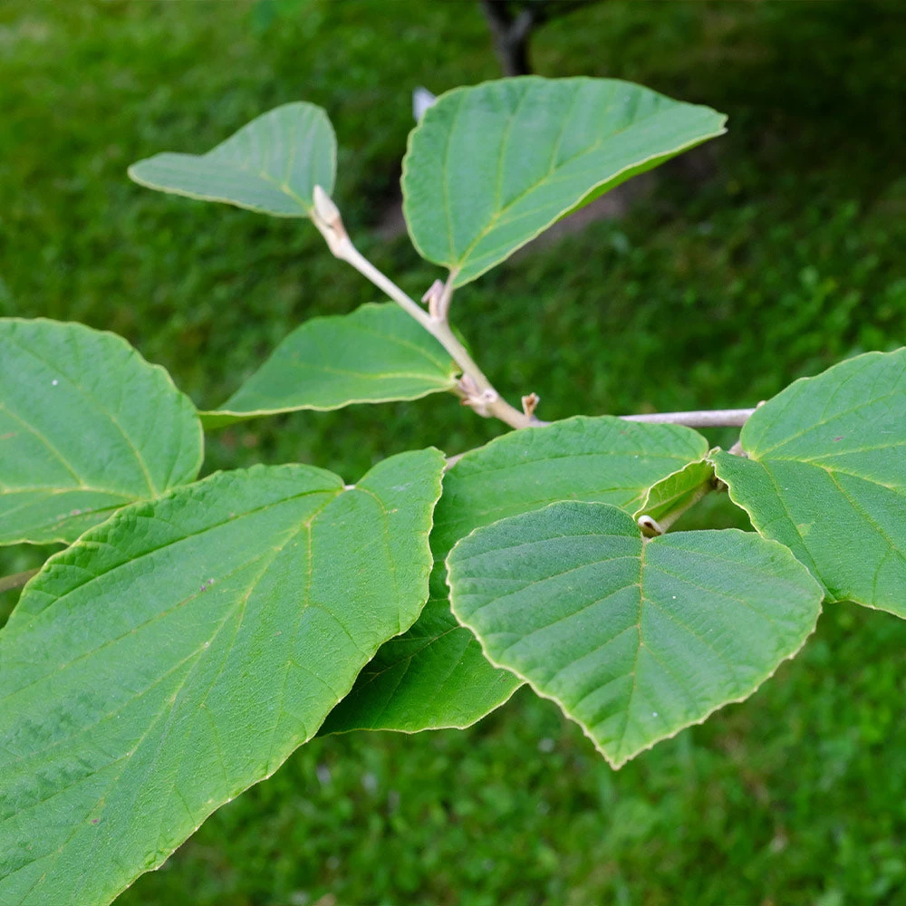 Diane Witch Hazel Shrub - Image 4