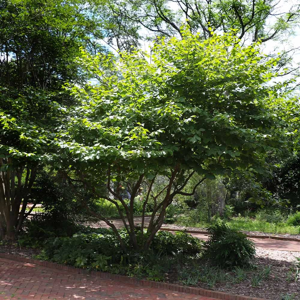 Diane Witch Hazel Shrub - Image 5