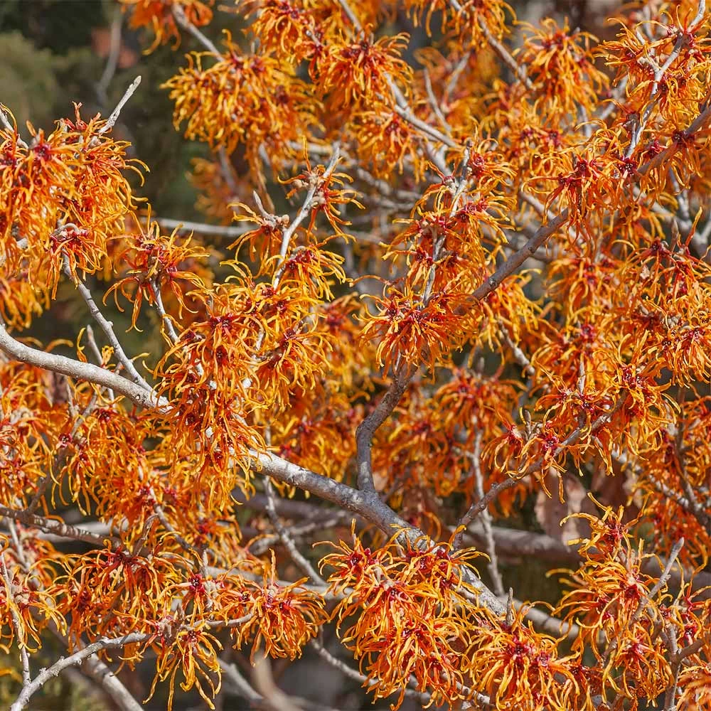 Jelena Witch Hazel Shrub - Image 4