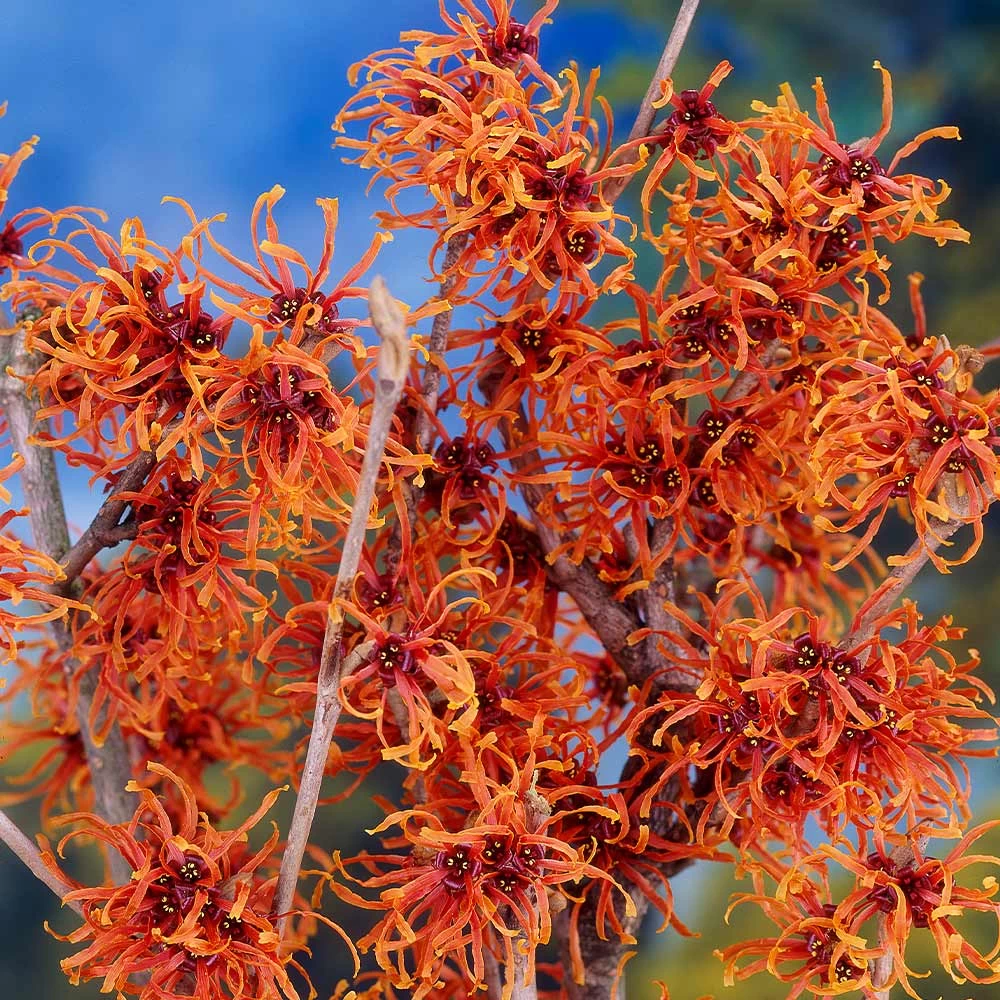 Jelena Witch Hazel Shrub - Image 2