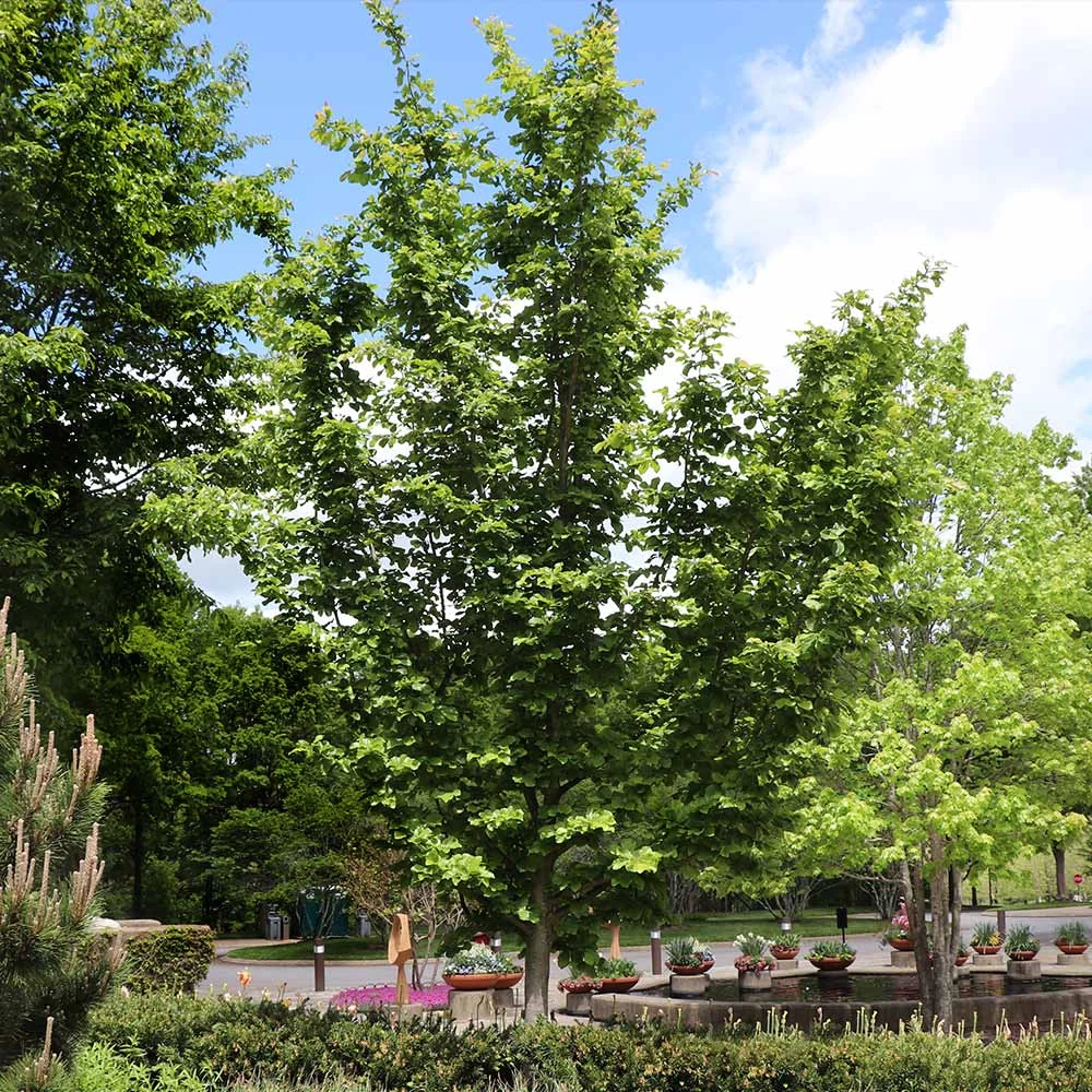 Jelena Witch Hazel Shrub - Image 7