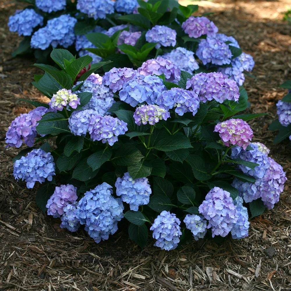 Let's Dance® Blue Jangles Hydrangea Shrub - Image 2