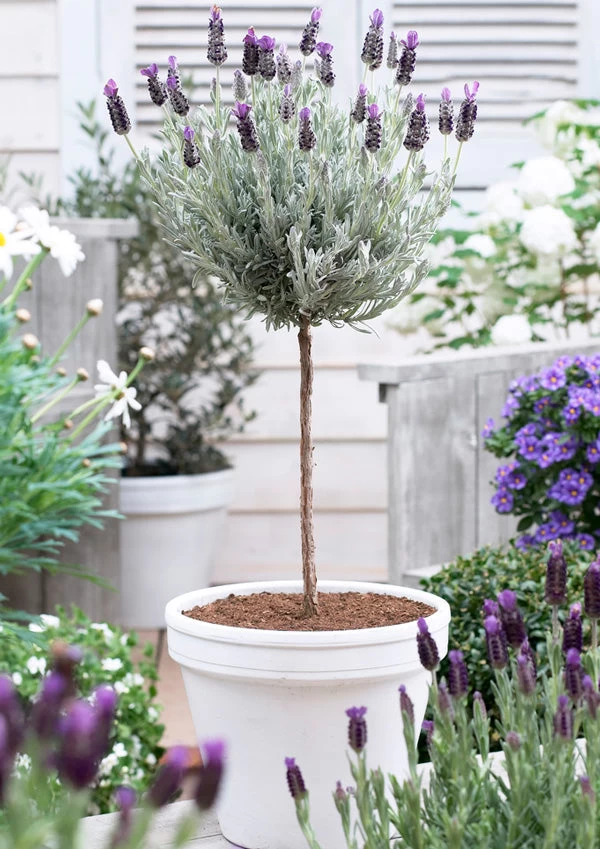 Lavender Standard Topiary Tree - Image 5