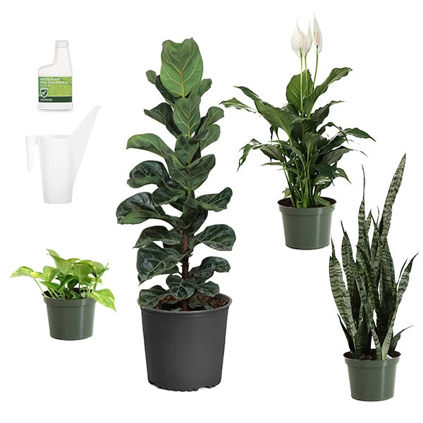New Apartment House Plant Kit