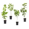 Citrus Tree Variety Kit