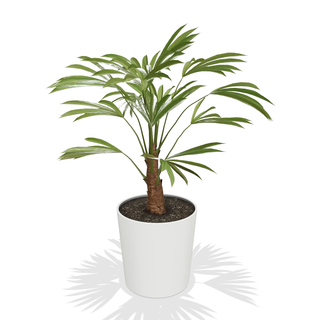 Windmill Palm Tree - Image 3