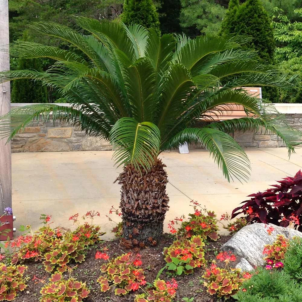 Sago Palm Tree - Image 3