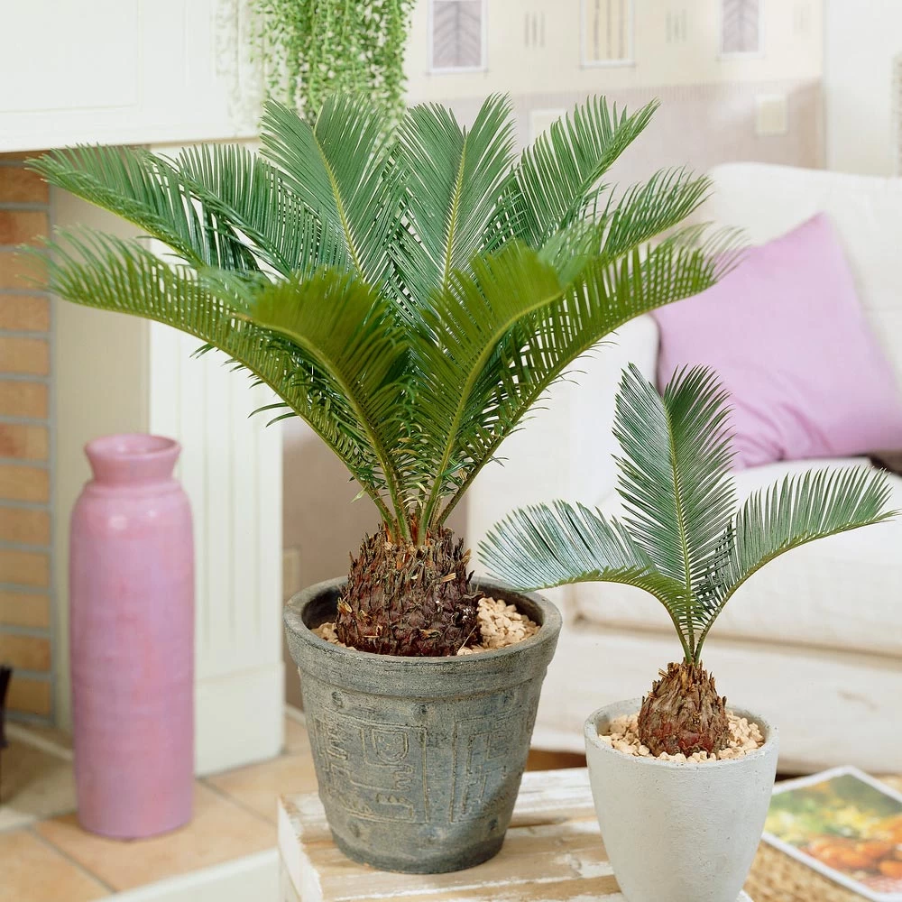 Sago Palm Tree - Image 5