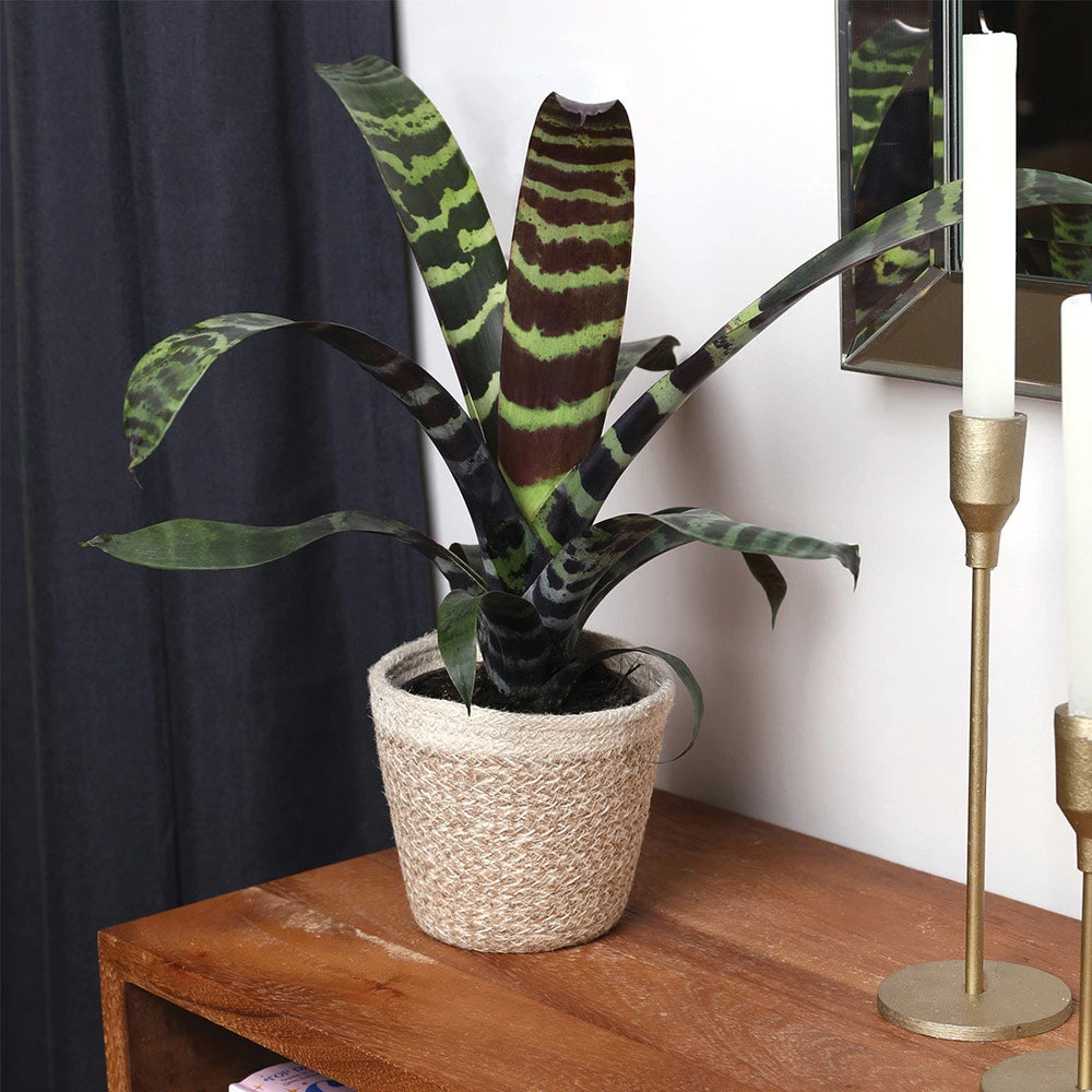 Zebra Plant In Decorative Pot - Image 6